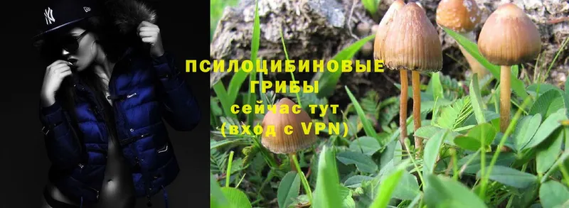 Галлюциногенные грибы Psilocybine cubensis  Межгорье 